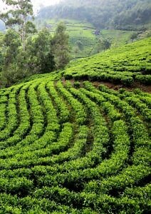 Darjeeling